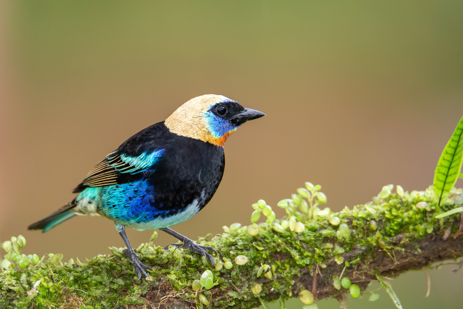image Golden-hooded Tanager